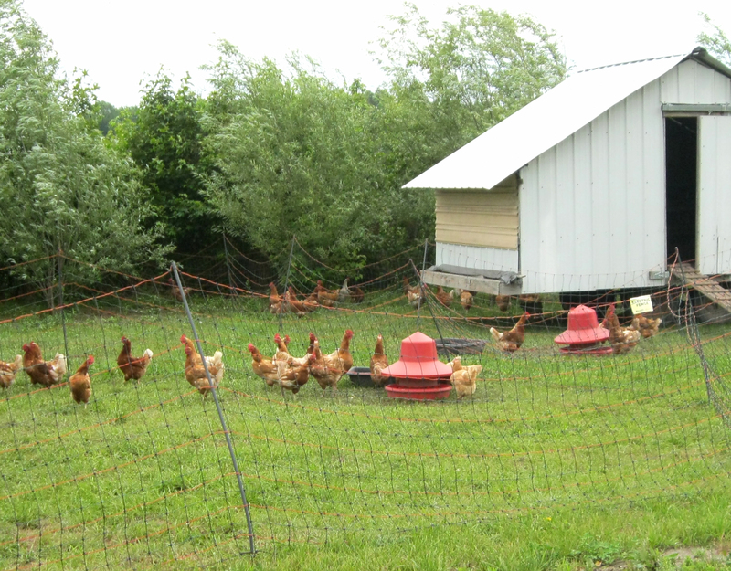 Organic Farming On Display In Georgetown Cape Gazette 